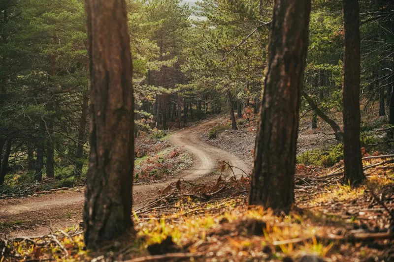 America's Borrowed Roads: The Ancient Paths That Became Our Modern Highways